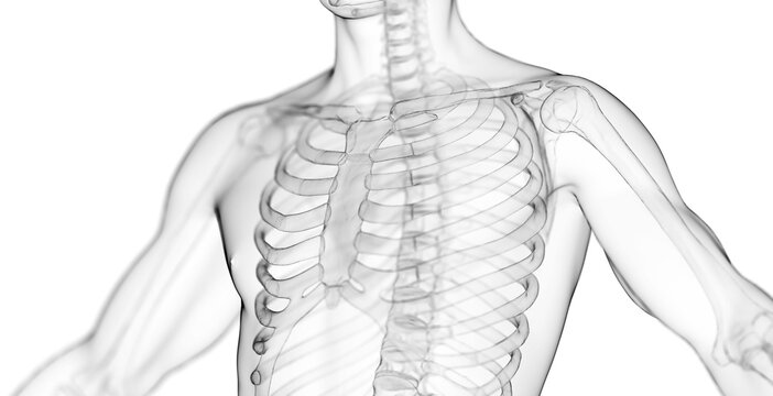 3d rendered medical illustration of a man's ribcage and spine