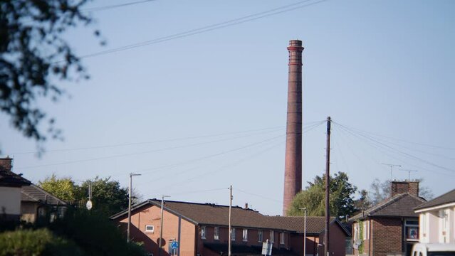 Blackburn whitebeard in the UK