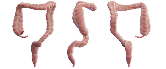 3d medical illustration of the human colon