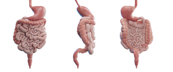 3d medical illustration of the human digestive system