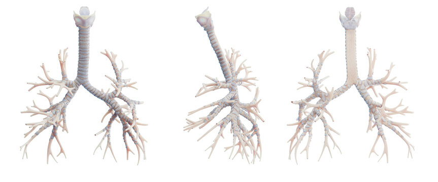 3d medical illustration of the human bronchi