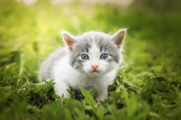 Naklejka na ściany i meble little Cute grey fluffy kitten outdoors. kitten first steps.