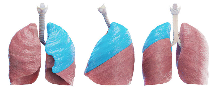 3d medical illustration of the human left lung - superior lobe