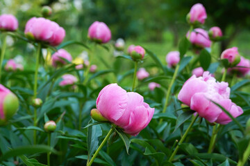 Blooming pink peony in the spring garden. Springtime, summer concept.