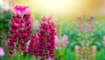 Blooming lupine flower in the spring garden. Springtime, summer concept.