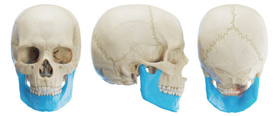 3d medical illustration of the human mandible
