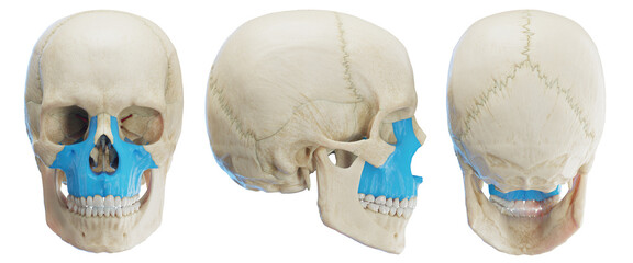 3d medical illustration of the human maxilla