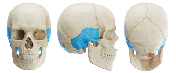 3d medical illustration of the human temporal bone - obrazy, fototapety, plakaty
