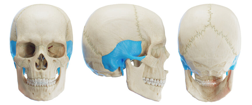 3d medical illustration of the human temporal bone