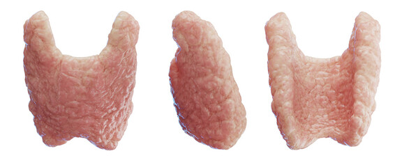 3d medical illustration of the human thyroid gland