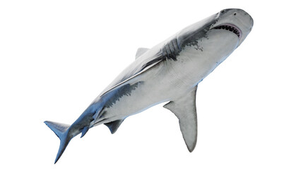 3D rendered illustration of a tiger shark