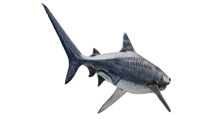 3D rendered illustration of a tiger shark