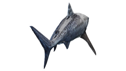 3D rendered illustration of a tiger shark