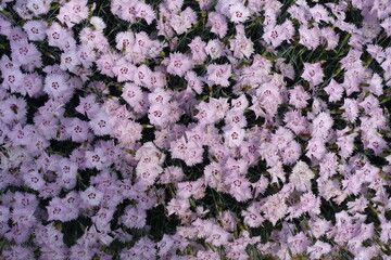 Abundance of light pink flowers of garden pink in May