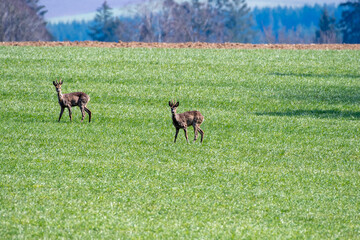 Naklejka na ściany i meble two roe deers in a field
