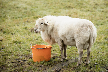 Free-range white ram, fresh green grass, space for text