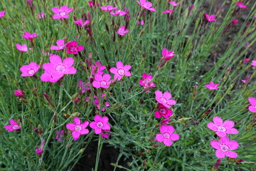 Florescence of magenta colored Dianthus deltoides in May