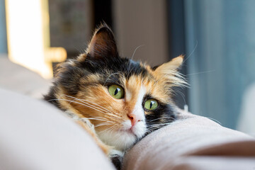 Long-haired kitten calico type cat.