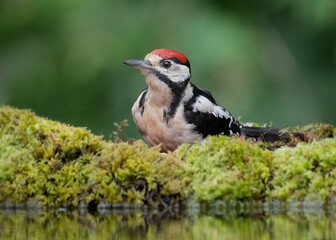 A close up view of a juvenile great spotted woodpecker, Dendrocopos major, as it searches in the undergrowth near a pool