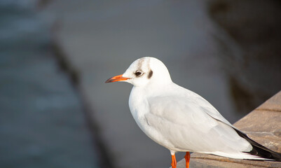 Close-up portrait of a seagull by the sea.