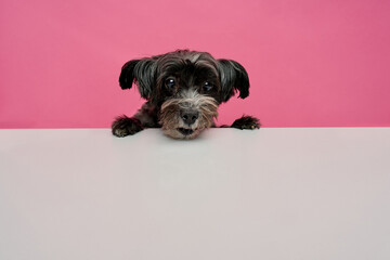 puppy dog on pink background