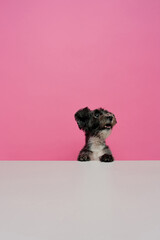 puppy dog on pink background