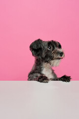 puppy dog on pink background