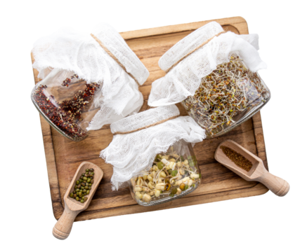 Various seed sprouts growing in home in glass jars, healthy vitamin rich food snack. Lucerne or Alfalfa, mung bean sprouts, broccoli sprouts seeds in glass jars. Tray isolated on white background.
