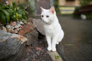 white domestic cat on the street. white domestic cat sits on the street near the entrance. former domestic cat in a collar, close-up portrait outdoors, horizontal photo