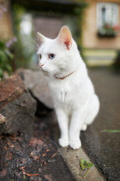 white domestic cat on the street. white domestic cat sits on the street near the entrance. former domestic cat in a collar, close-up portrait outdoors, vertical photo