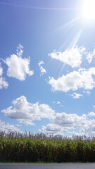 blue sky and green grass