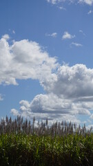 wheat field and sky