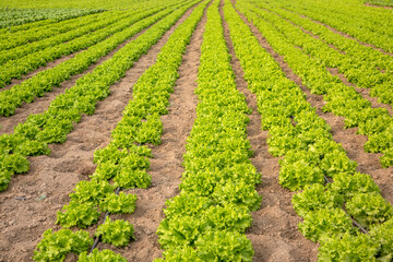 Fototapeta na wymiar Natural lettuce grown in greenhouse . Organic agriculture, Izmir - Turkey
