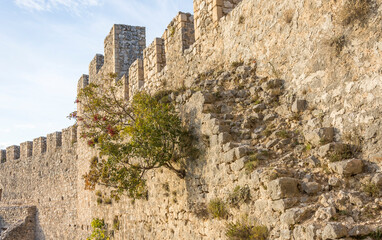 Fototapeta premium Ruins of a medieval castle with vegetation coming back