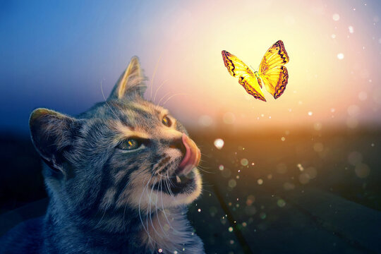 The cat looks at the butterfly. Fairy photo.