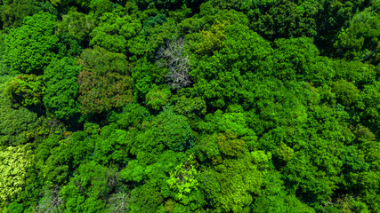 Fototapeta na wymiar Nature green forest aerial view. Aerial view tree, forest ecosystem and health concept and background, texture of green forest from above.Nature conservation concept.