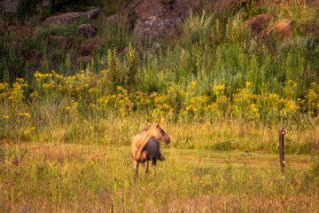 Single horse in a field with yellow summer wild flowers
