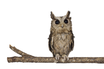 Cute brown Indian Scops owl aka Otus bakkamoena, sitting on branch. Looking straight to camera. Isolated cutout on a transparent background. Ears up.