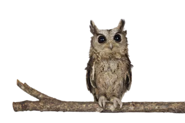Fotobehang Cute brown Indian Scops owl aka Otus bakkamoena, sitting on branch. Looking straight to camera. Isolated cutout on a transparent background. Ears up. © Nynke