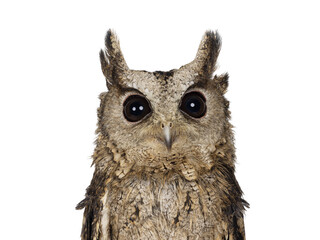 Head shot shot of feathers from an Indian Scops owl aka Otus bakkamoena, looking straight to camera. Isolated cutout on a transparent background. Ears down.