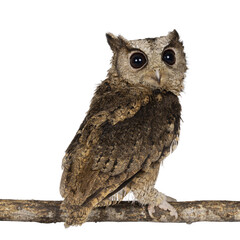 Cute brown Indian Scops owl aka Otus bakkamoena, sitting backwards on branch. Looking over shoulder towards camera. Isolated cutout on a transparent background.