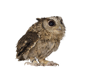 Cute brown Indian Scops owl aka Otus bakkamoena, sitting side ways ready to fly off. Looking up and away from camera. Isolated cutout on a transparent background.Ears down.