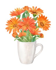 Bouquet of calendula in a white porcelain cup. Bright merigold flowers. Watercolor illustration. Tea packaging design.