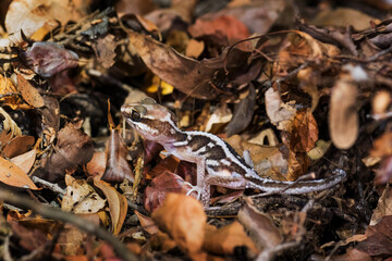 Ocelot Gecko - Paroedura picta, small beautiful nocturnal gecko endemic in dry forests of Madagascar, Kirindy forest.