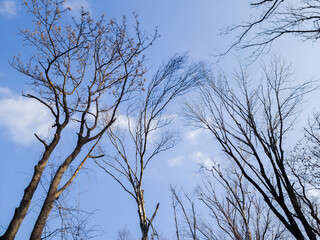 Tree branch silhouette over blue sky background.