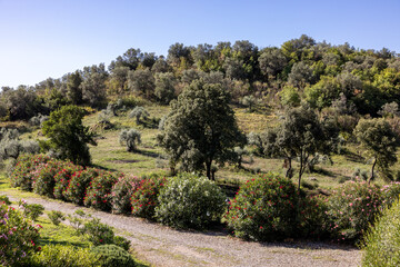 Old olive groves and oleander bushes on a hillside in Montemassi in the province of Grosseto....