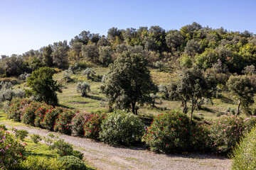 Fototapeta na wymiar Old olive groves and oleander bushes on a hillside in Montemassi in the province of Grosseto. Tuscany. Italy