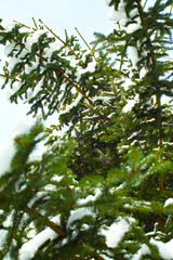 frozen fir in the forest