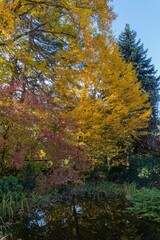 Fototapeta premium Landscape garden. Magic garden pond. Hornbeam with golden leaves and viburnum with red leaves are reflected in water surface . Atmosphere of relaxation, tranquility and happiness in autumn garden.