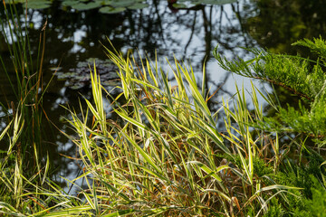 Variegated Phalaris arundinacea, known as reed canary, against blurred background of clear water of garden pond. Close-up of plant growing on bank of magical pond with stone banks. Summer landscape.